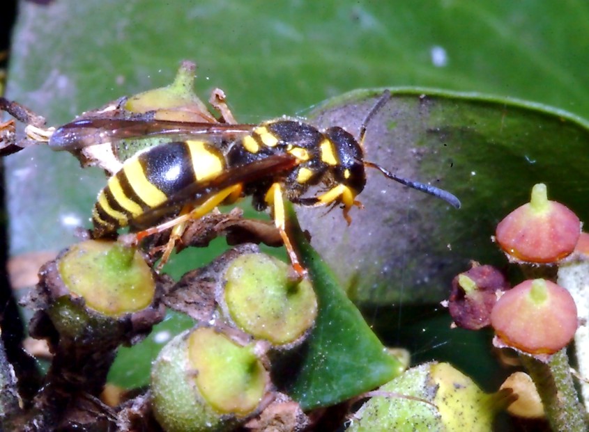 Sempre sull''Hedera e 